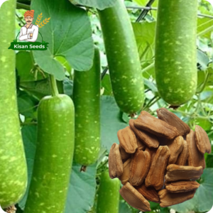 Bottle Gourd