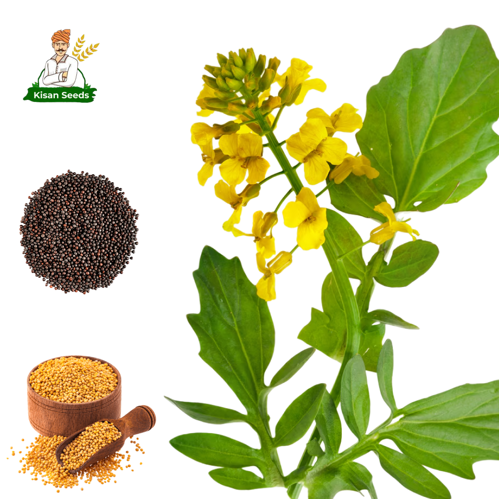 Organic Mustard Seed - Image 3